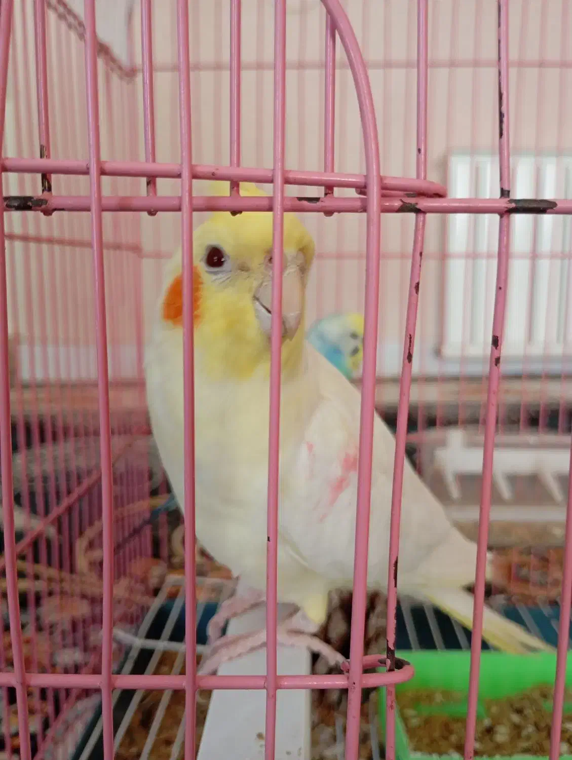 پرنده|پرنده|گرگان, |دیوار