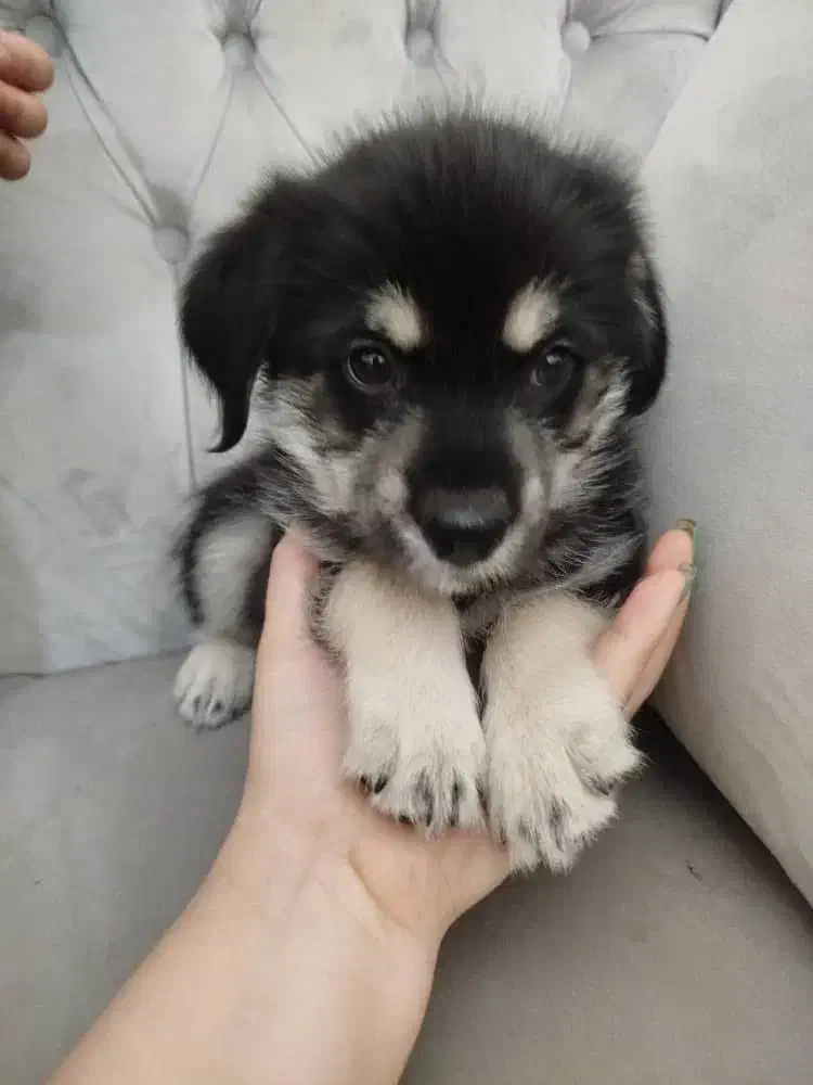 فروش سگ|سگ|تهران, شهرک ولیعصر جنوبی|دیوار