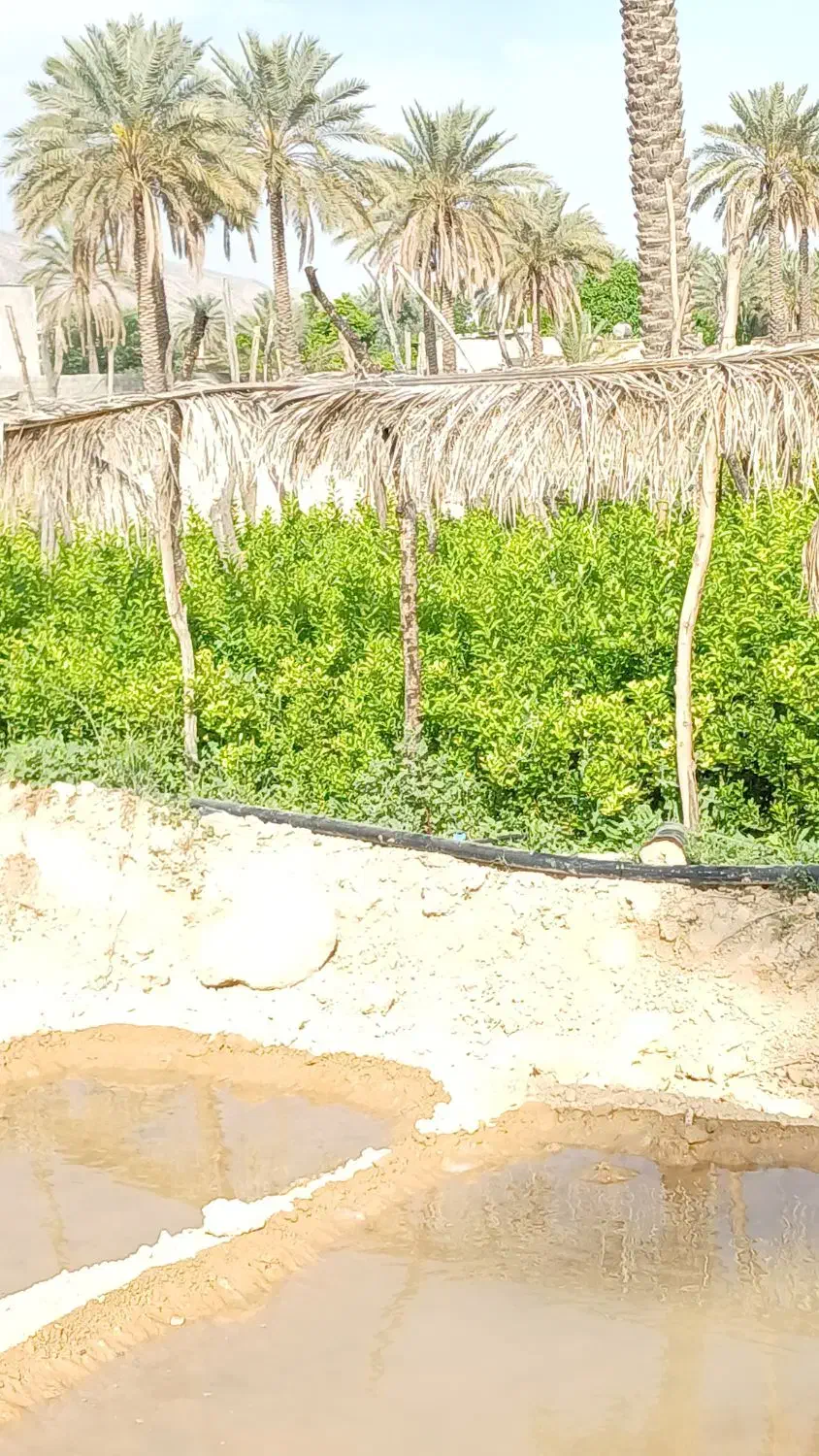 تولیدتوزیع انواع نهال مثمروغیرمثمر|خدمات باغبانی و درختکاری|خفر, |دیوار