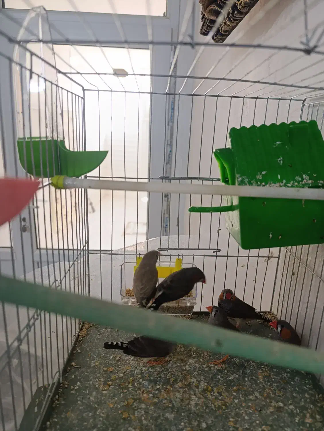 فنج|پرنده|قیدار, |دیوار