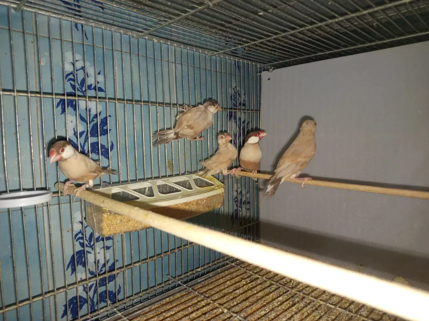 جفت نرگسی مولد با سه جوجه دوماهه|پرنده|تهران, دروازه شمیران|دیوار