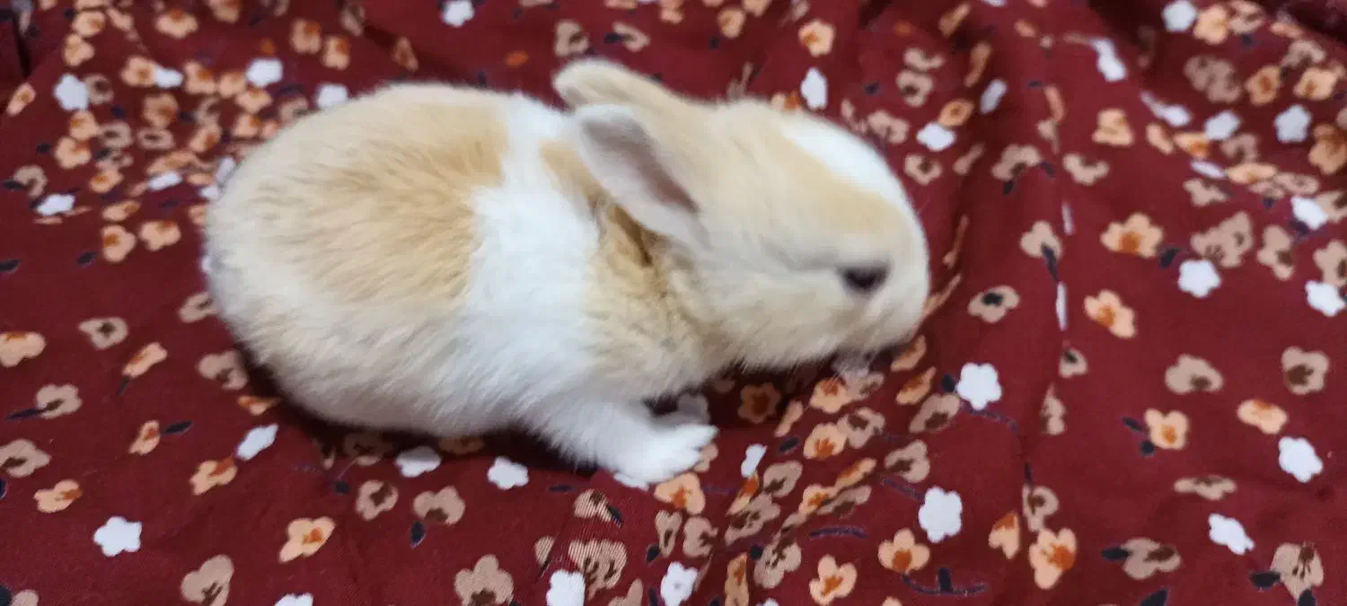 شش بچه خرگوش بیست روزه به همراه مادرشون.|موش و خرگوش|بوشهر, |دیوار