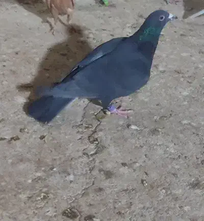 چهار عدد حیون|پرنده|مه ولات, |دیوار