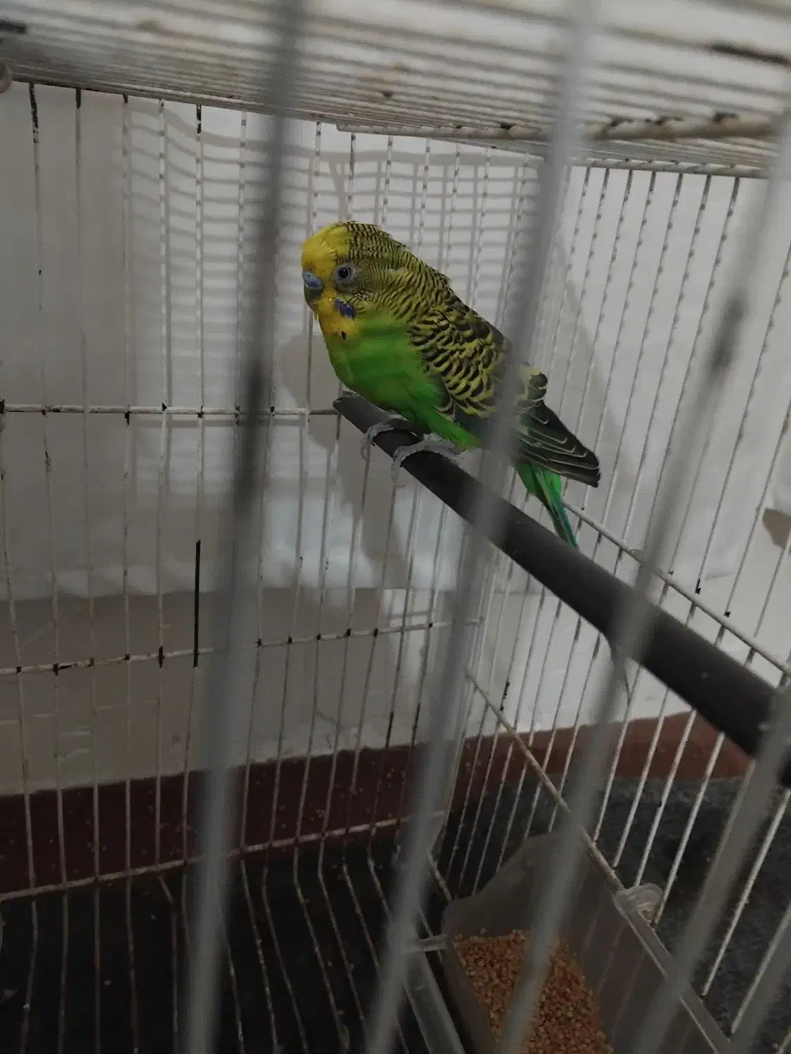 مرغ عشق|پرنده|قائن, |دیوار