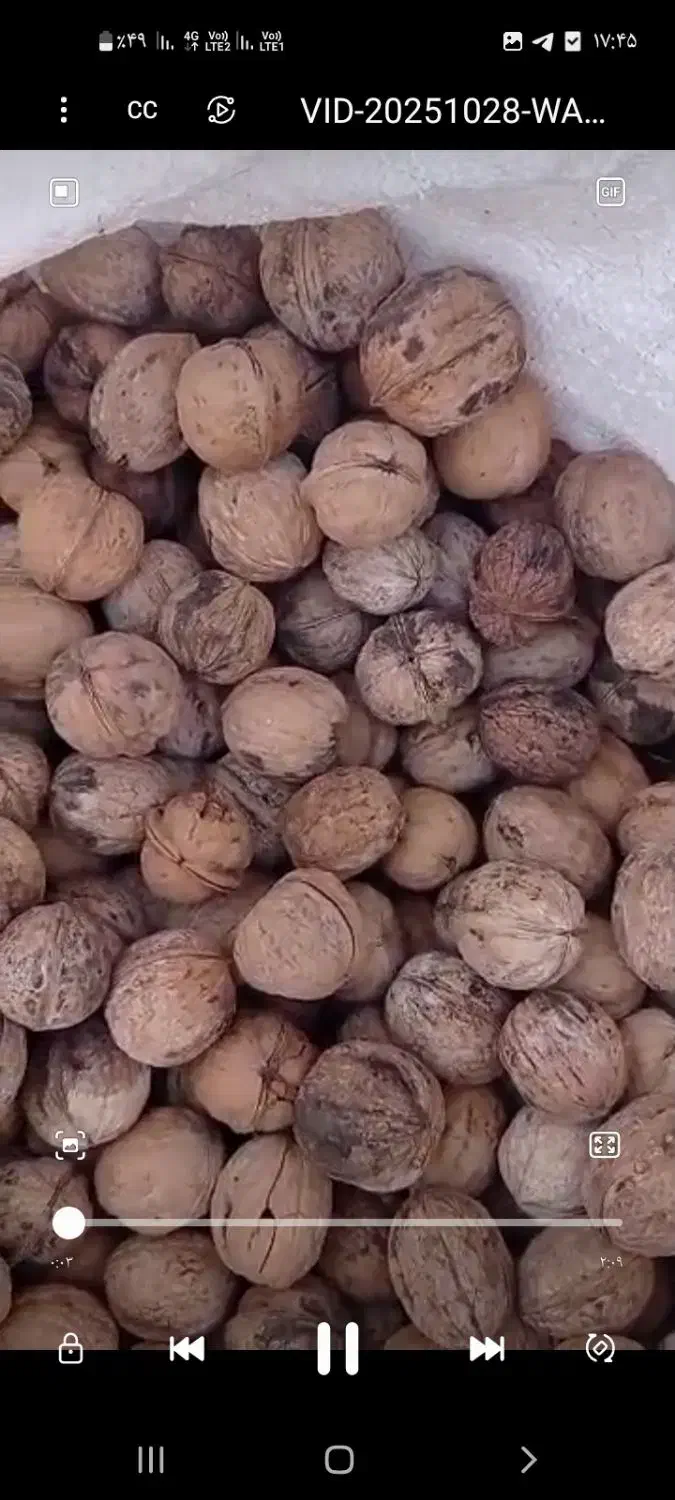 فروش گردوی تازه همدان|خوردنی و آشامیدنی|تربت جام, شهرک معلم|دیوار