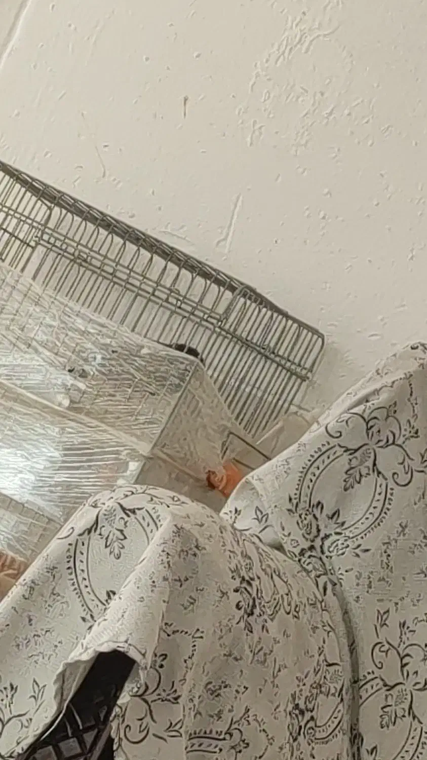 مرغ مینا|حیوانات|سروستان, |دیوار