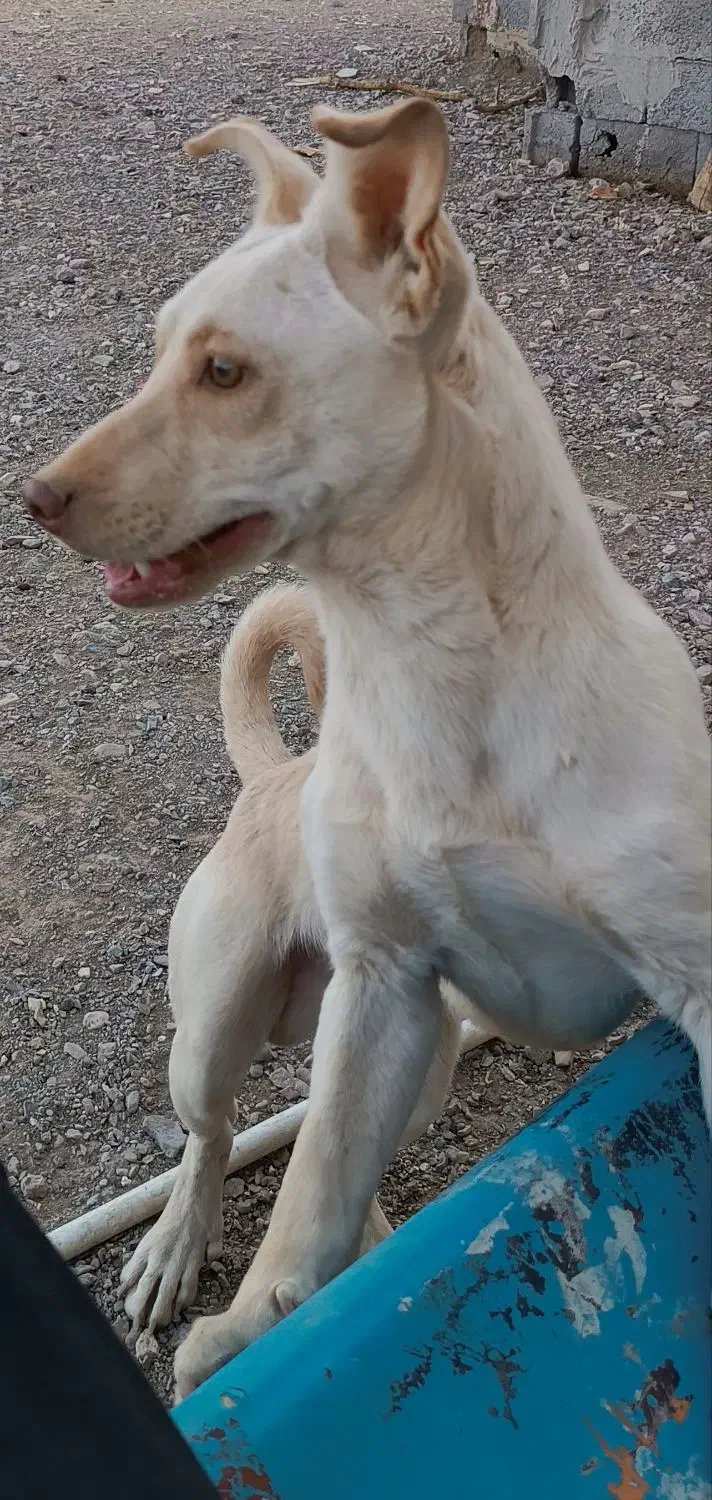 سگ پاکوتاه|سگ|قائن, |دیوار