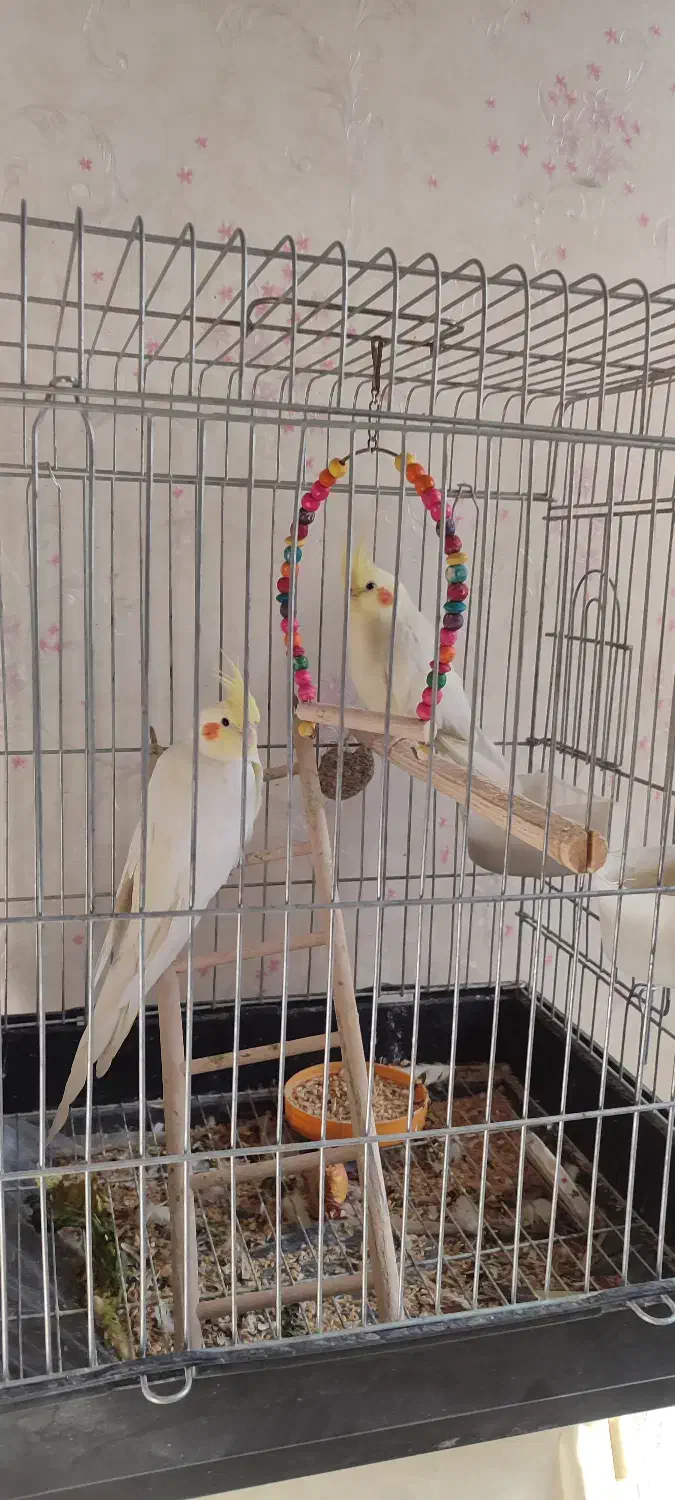 عروس هلندی|پرنده|ری, علایین|دیوار