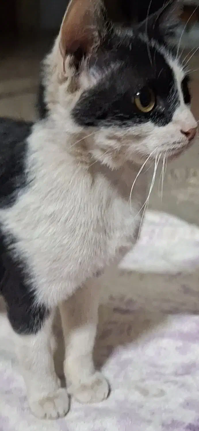 واگذاری گربه تاکسیدو (DSH)|گربه|اصفهان, لنبان|دیوار