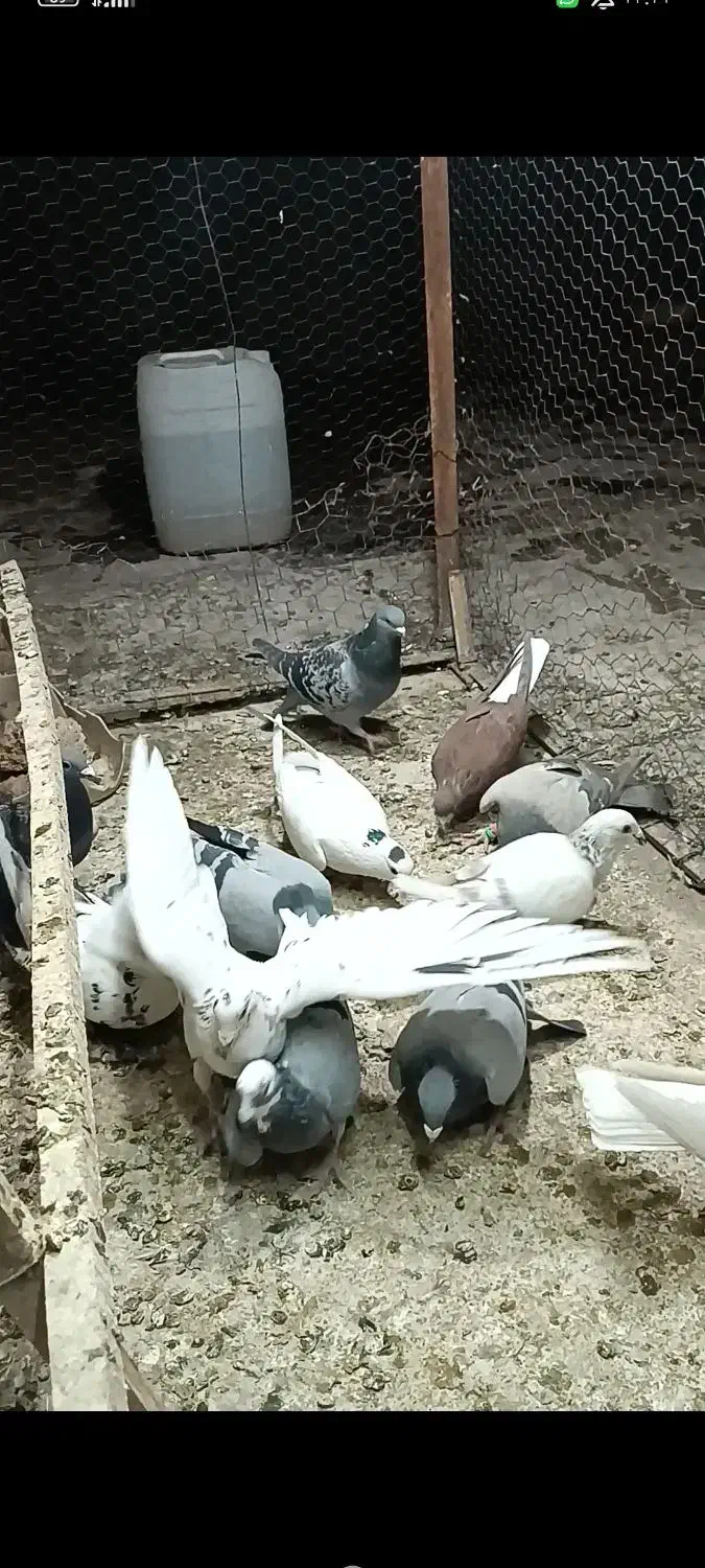 تعداد 11عدد کبوتر|پرنده|لنجان, |دیوار
