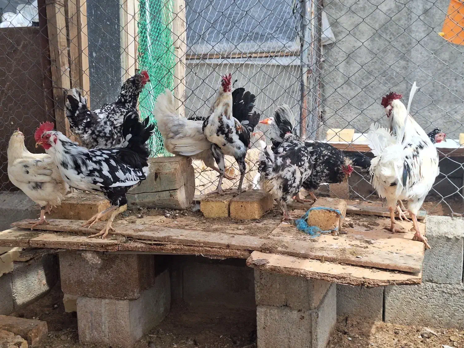 مرغ|حیوانات مزرعه|شهرکرد, |دیوار