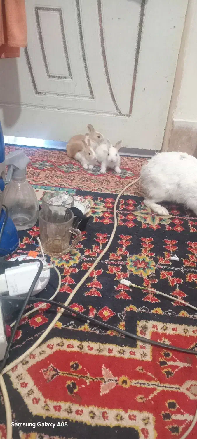 خرگوش|موش و خرگوش|الوند, |دیوار