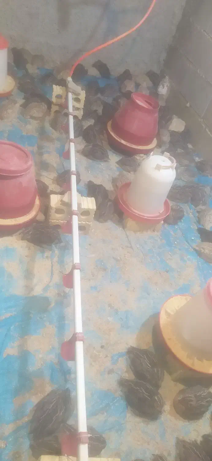 بلدرچین زنده و ارگانیک|حیوانات مزرعه|دیشموک, |دیوار