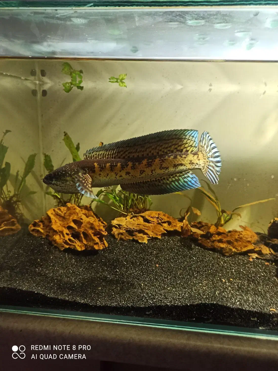 چانا گلدن کبری|ماهی|فردیس, منظریه|دیوار