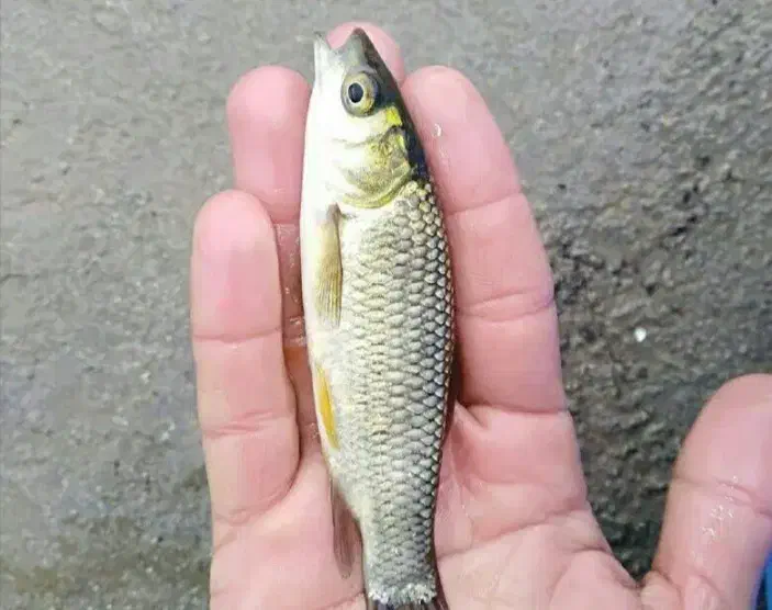 ماهی|ماهی|سبزوار, رباط|دیوار