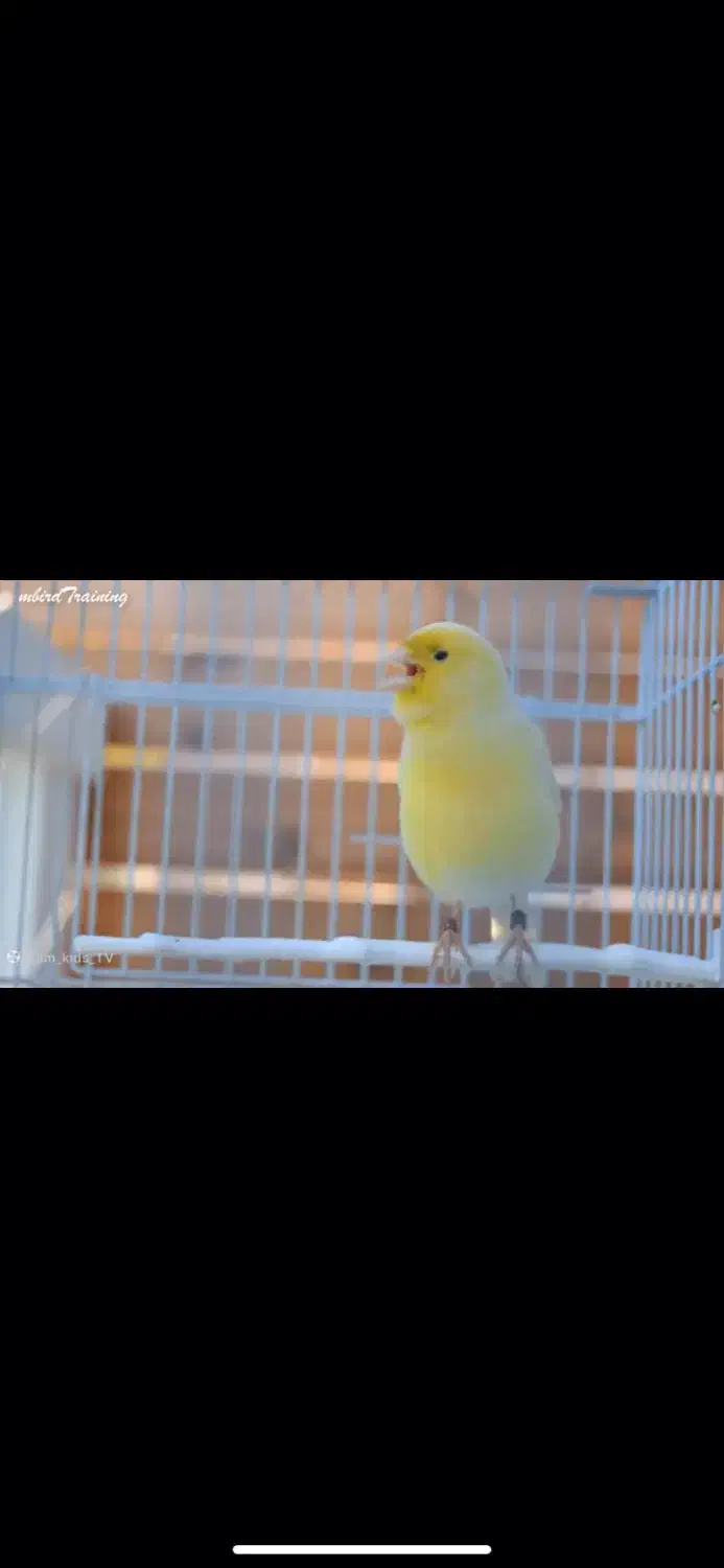 قناری نر|پرنده|بندرعباس, |دیوار