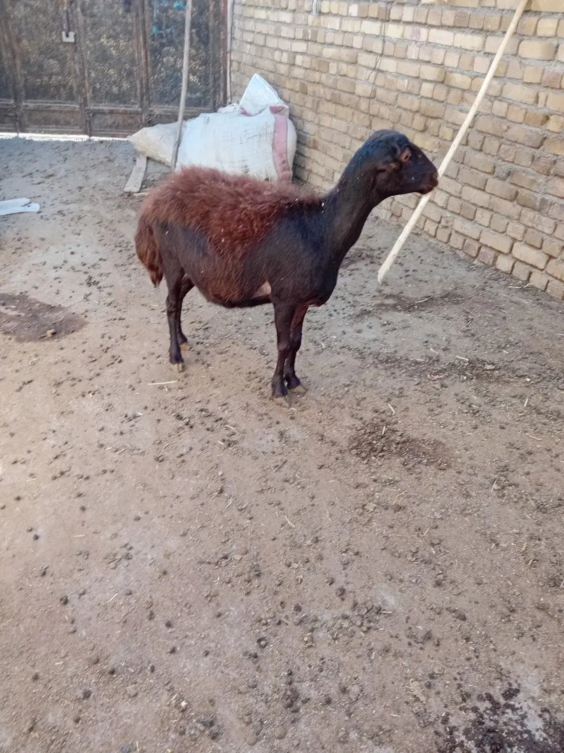 گوسفند میش داشتی و بره|حیوانات مزرعه|هرسین, |دیوار