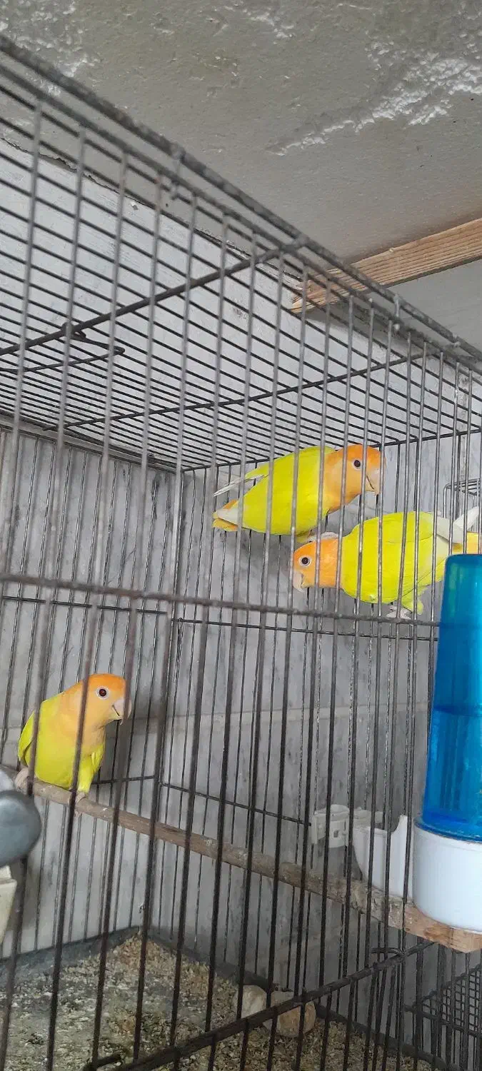 برزیلی زرد سر نارنجی ماده معاوضه بانر مشابه|پرنده|اسلامشهر, شاطره|دیوار