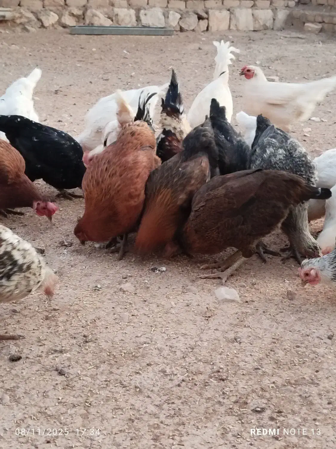 مرغ و خروس|حیوانات مزرعه|کوهدشت, |دیوار