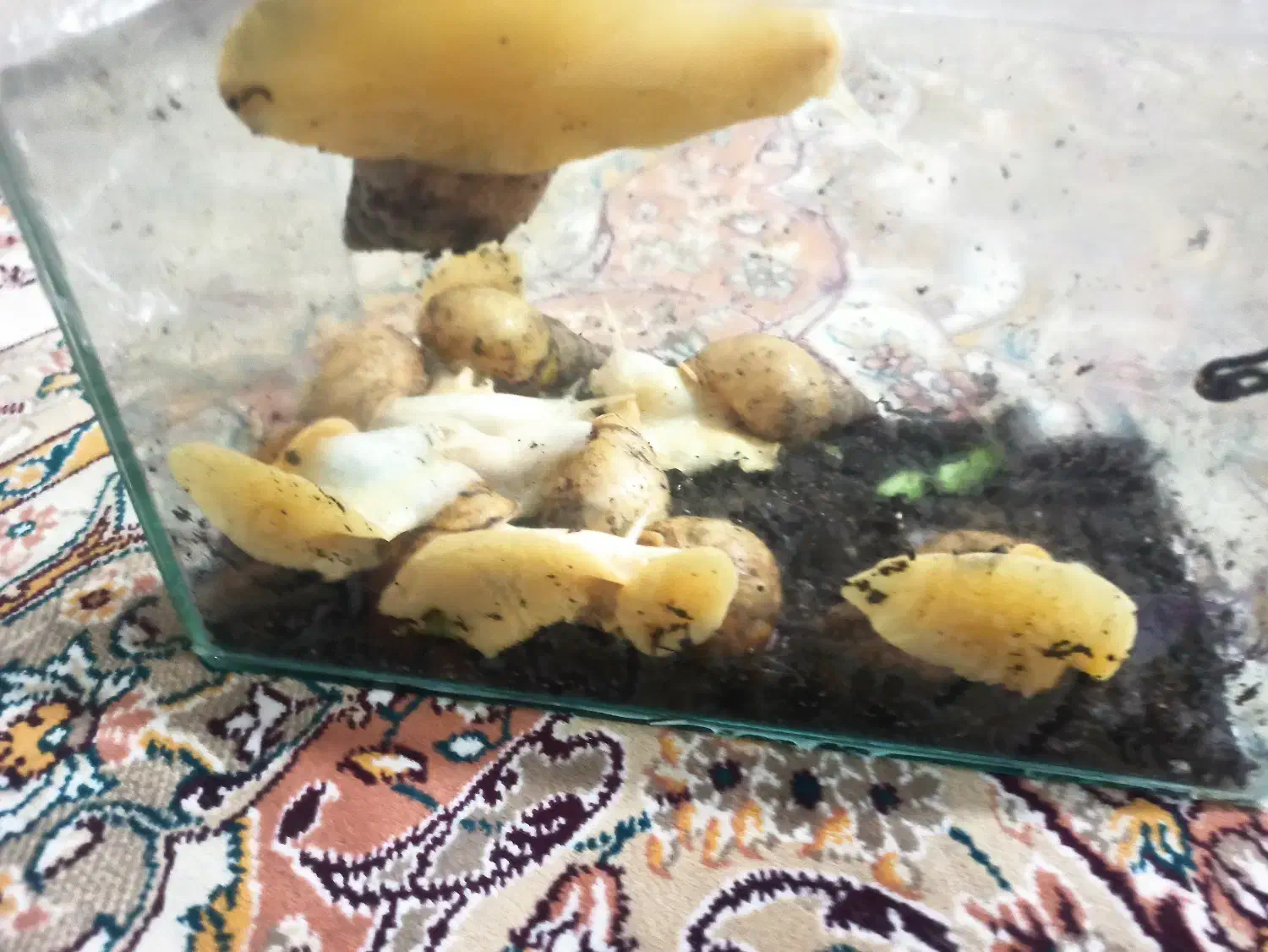 حلزون مخصوص پوست.آلبینو و آچاتینا|خزنده|اصفهان, گرکان|دیوار