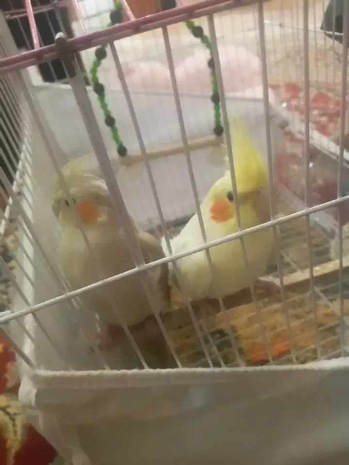 عروس هلندی|پرنده|بجنورد, |دیوار