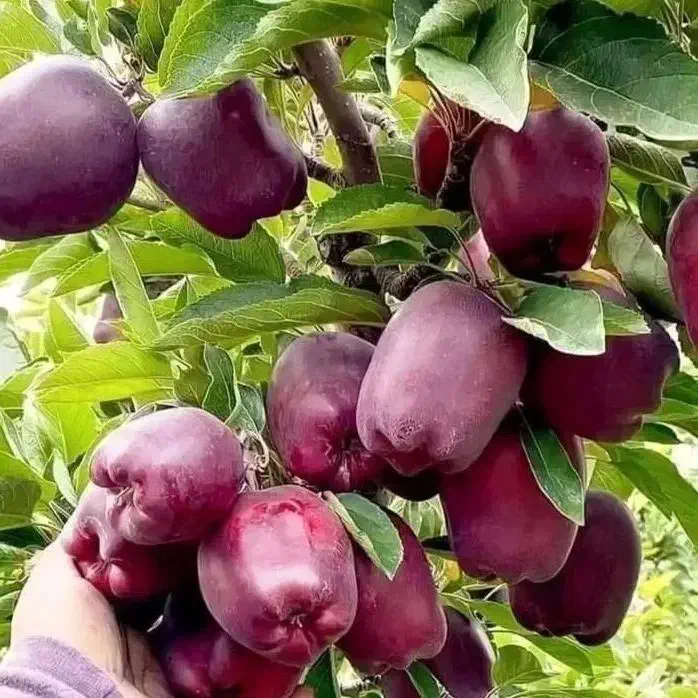 فروش نهال های با اصالت لیبل دار|خدمات باغبانی و درختکاری|اسدآباد, |دیوار