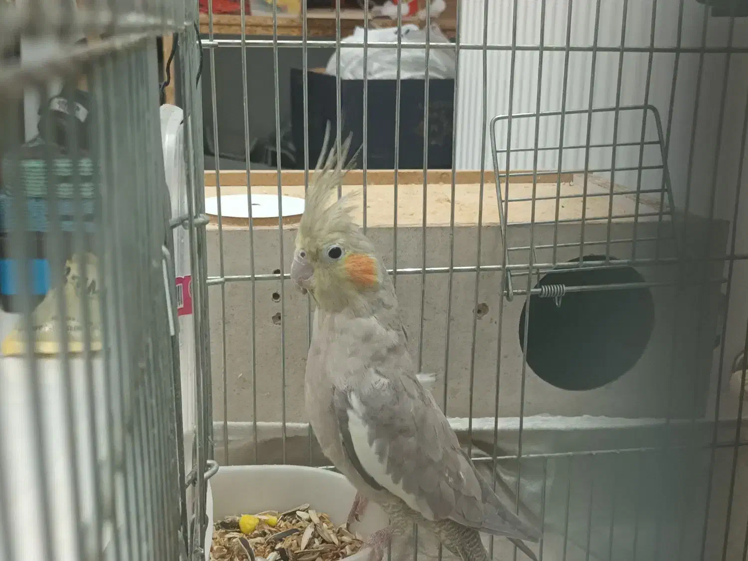 یک جفت عروس هلندی مولد|پرنده|شاهین‌شهر, پارک بانک استان|دیوار