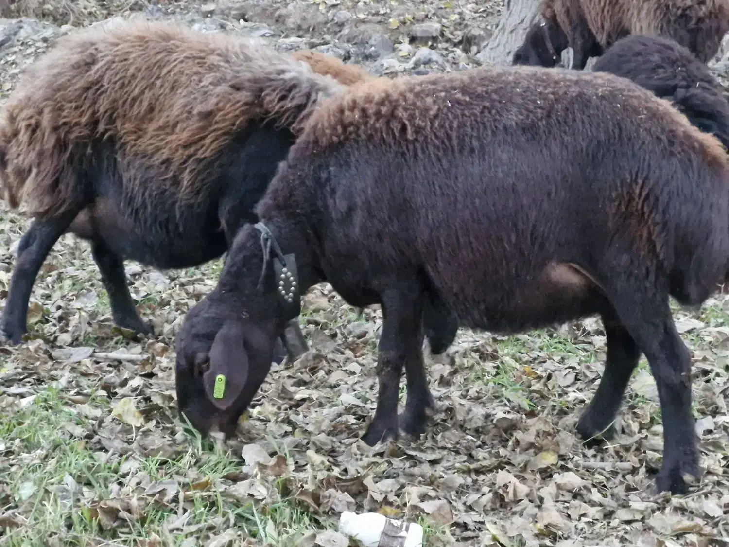 ۹ رئس میش افشاری دوقولوزا درشت.. بره بز نربز|حیوانات مزرعه|قیامدشت - خاورشهر, |دیوار