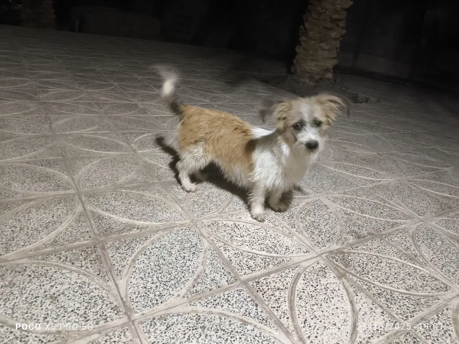 سگ پا کوتاه|سگ|نرماشیر, |دیوار