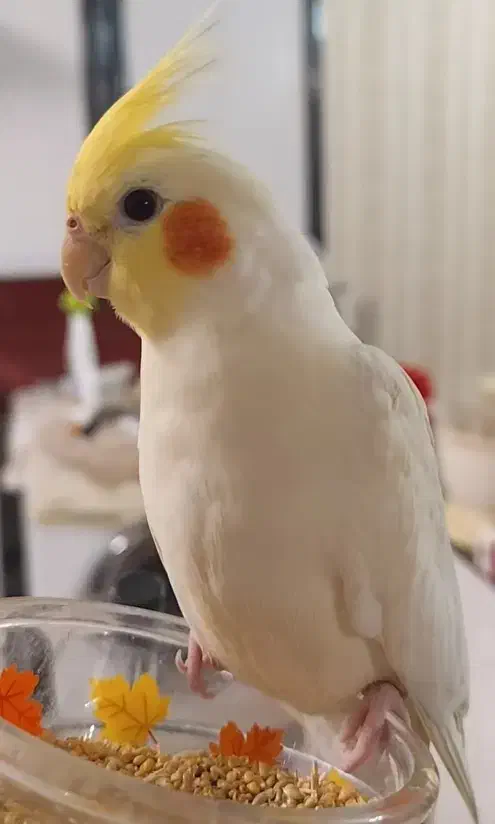 عروس سخنگو|پرنده|باسمنج, |دیوار