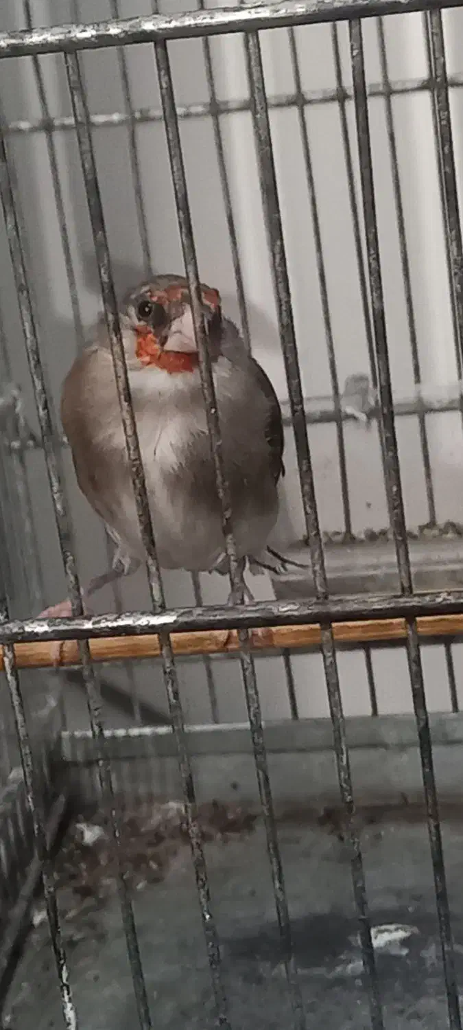 سهره گلبسر هم دهن خودش هم سهره|پرنده|تهران, خلیج فارس|دیوار