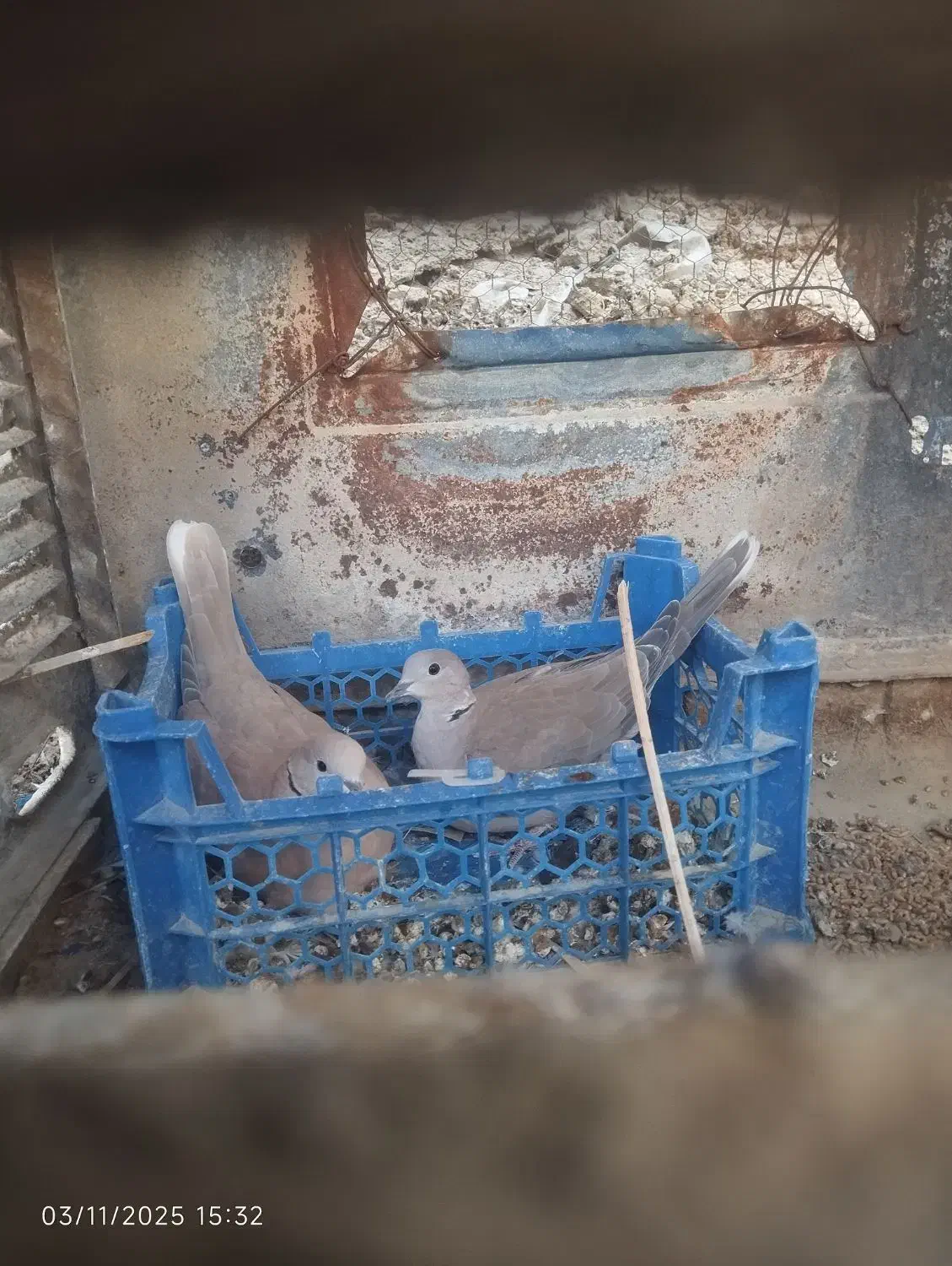 کپوت|پرنده|سراوان, |دیوار