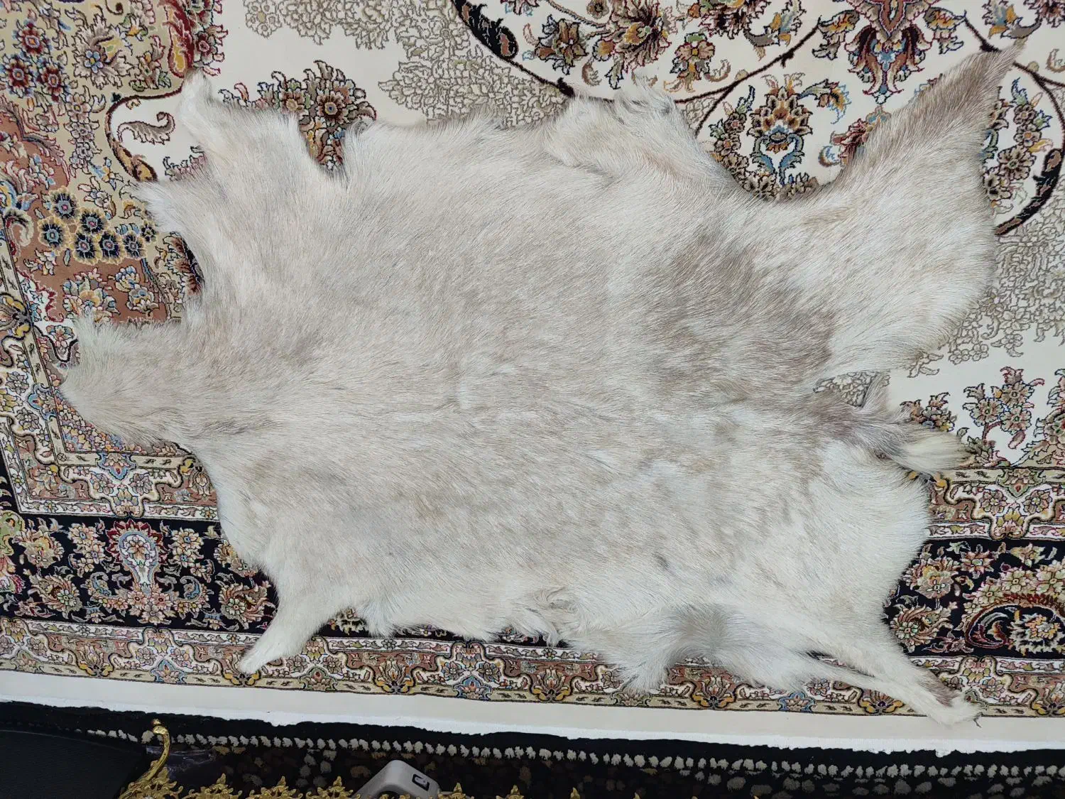 پوست بز نو|صنایع دستی و سایر لوازم تزئینی|کرمانشاه, |دیوار