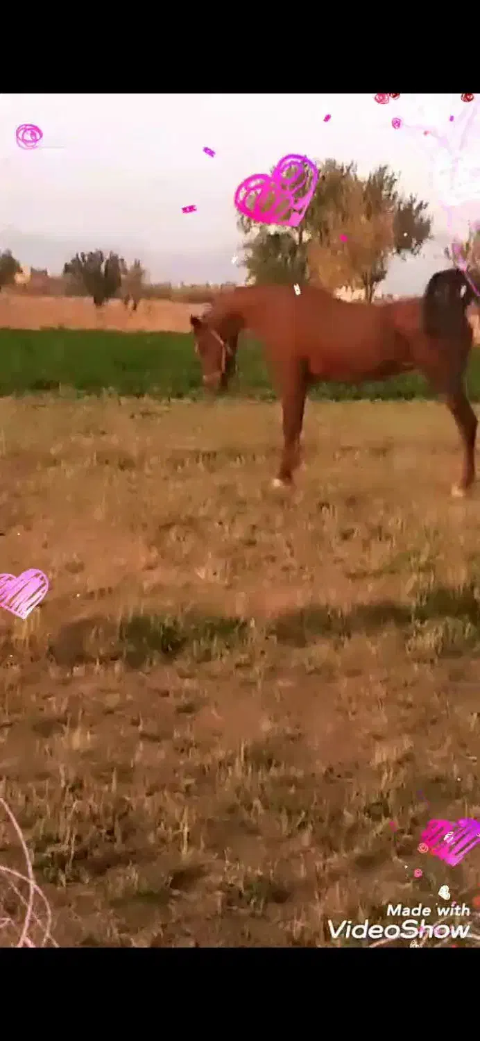 کره نریان ۶ماهه دره شوری|اسب و تجهیزات اسب‌سواری|گلپایگان, |دیوار