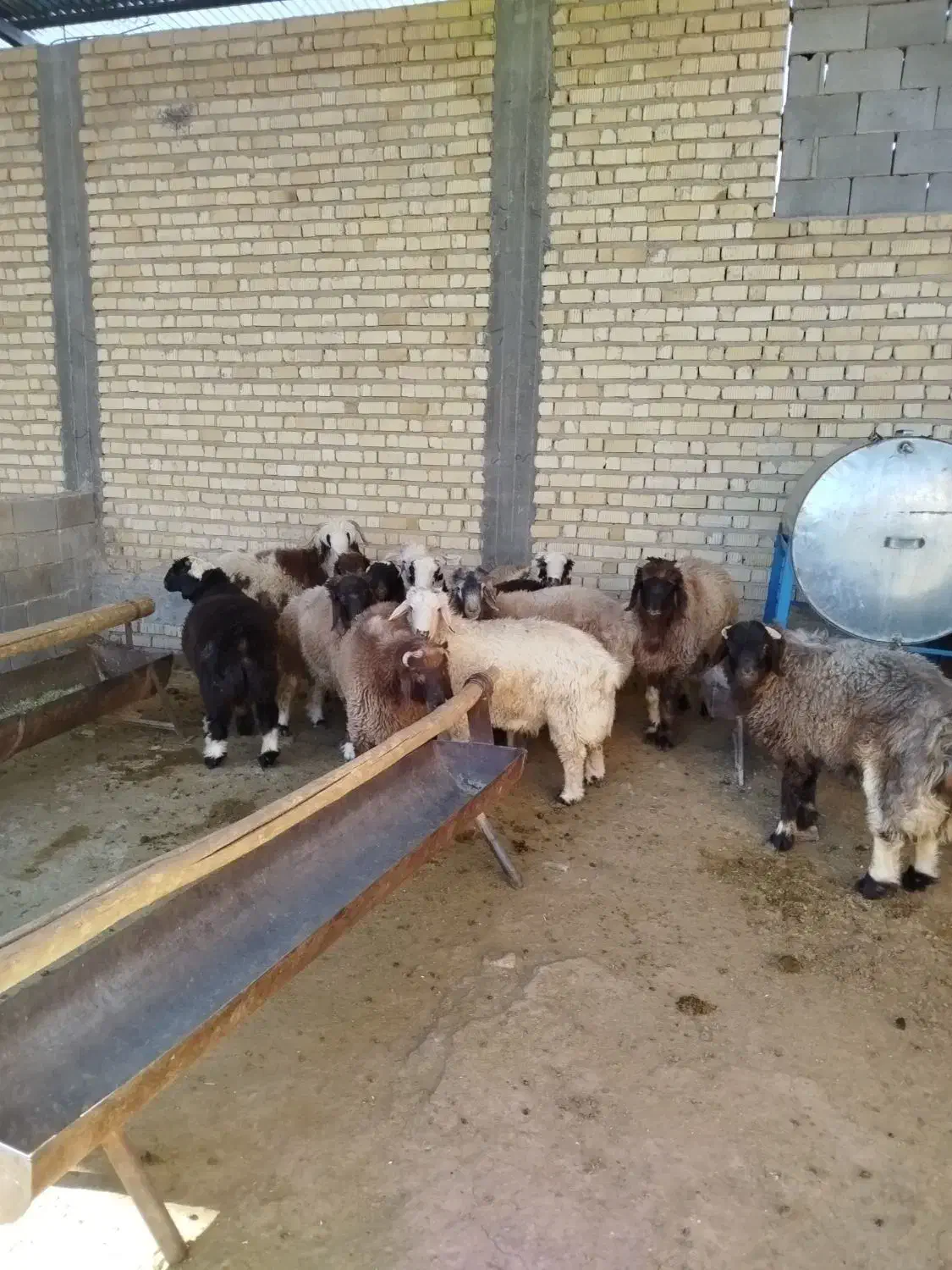 بره نر چاق|حیوانات مزرعه|مرودشت, زنگی آباد|دیوار