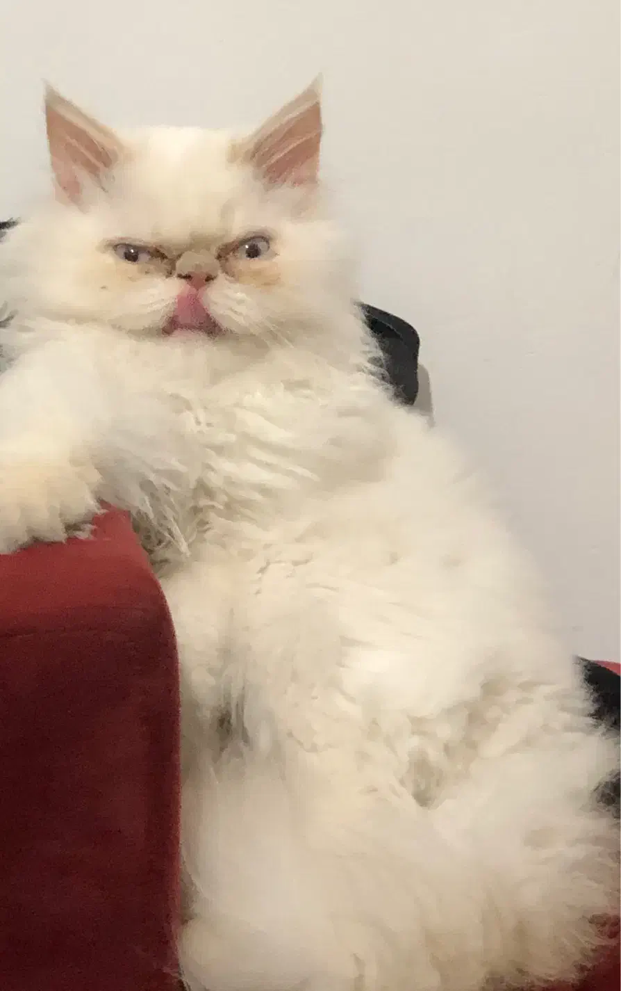 همالین یک ساله|گربه|اردبیل, |دیوار