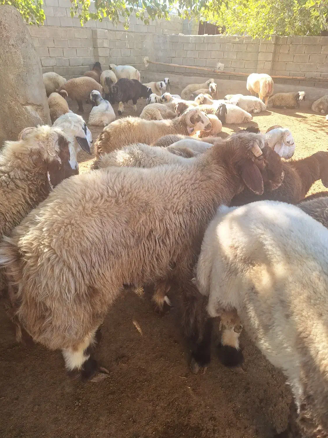 بره چاق برای قصاب بع فروش میرسد|حیوانات مزرعه|کوه چنار, |دیوار