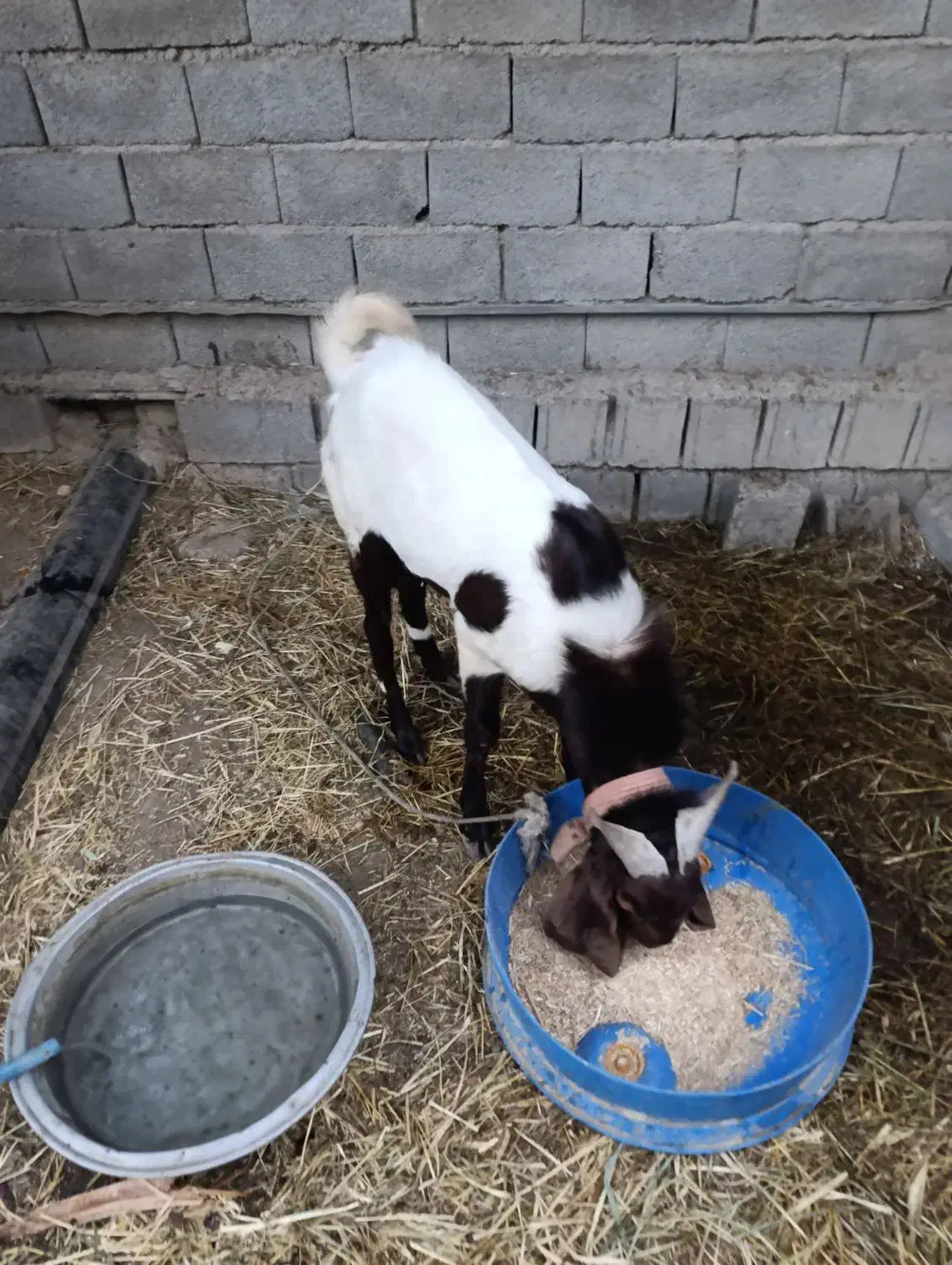 بز نر افغانی|حیوانات مزرعه|بندر ماهشهر, |دیوار