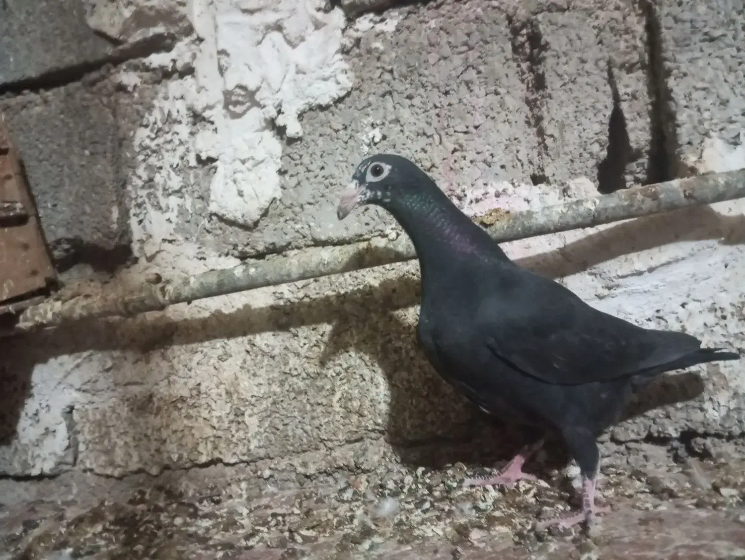 کبوتر جوجه|پرنده|برازجان, |دیوار