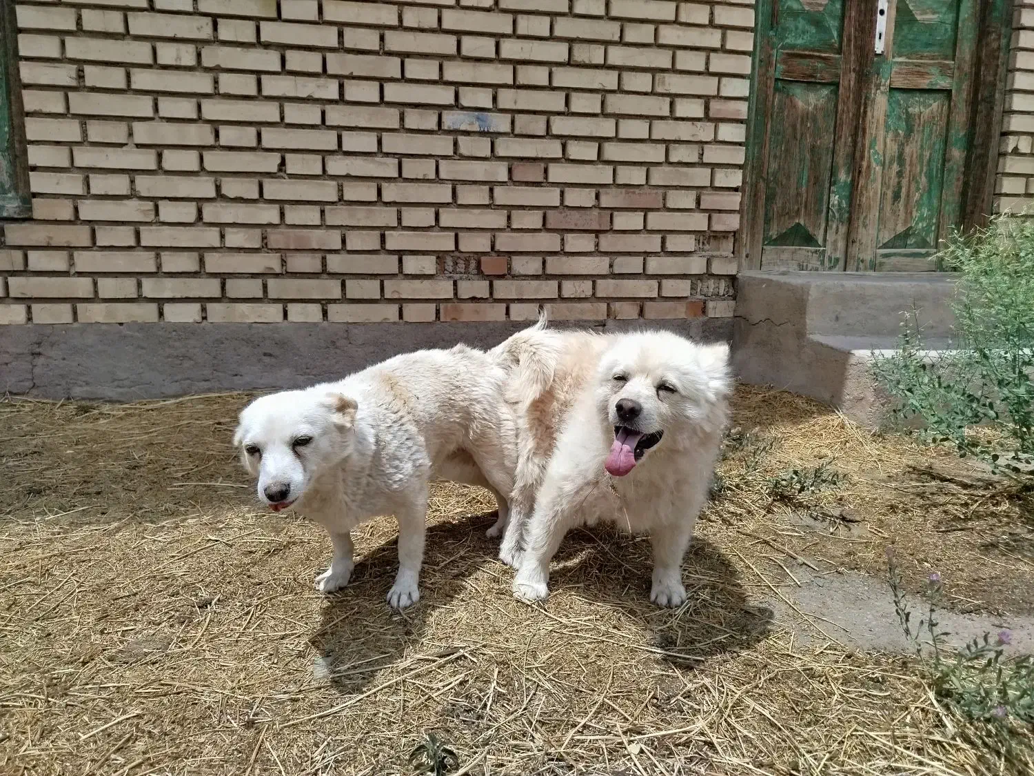 پاکوتا|سگ|یامچی, |دیوار