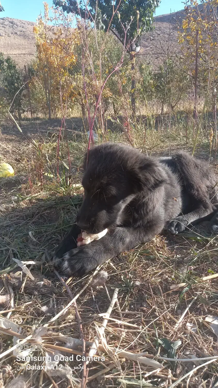 فروش توله قدرجونی|سگ|فریدونشهر, |دیوار