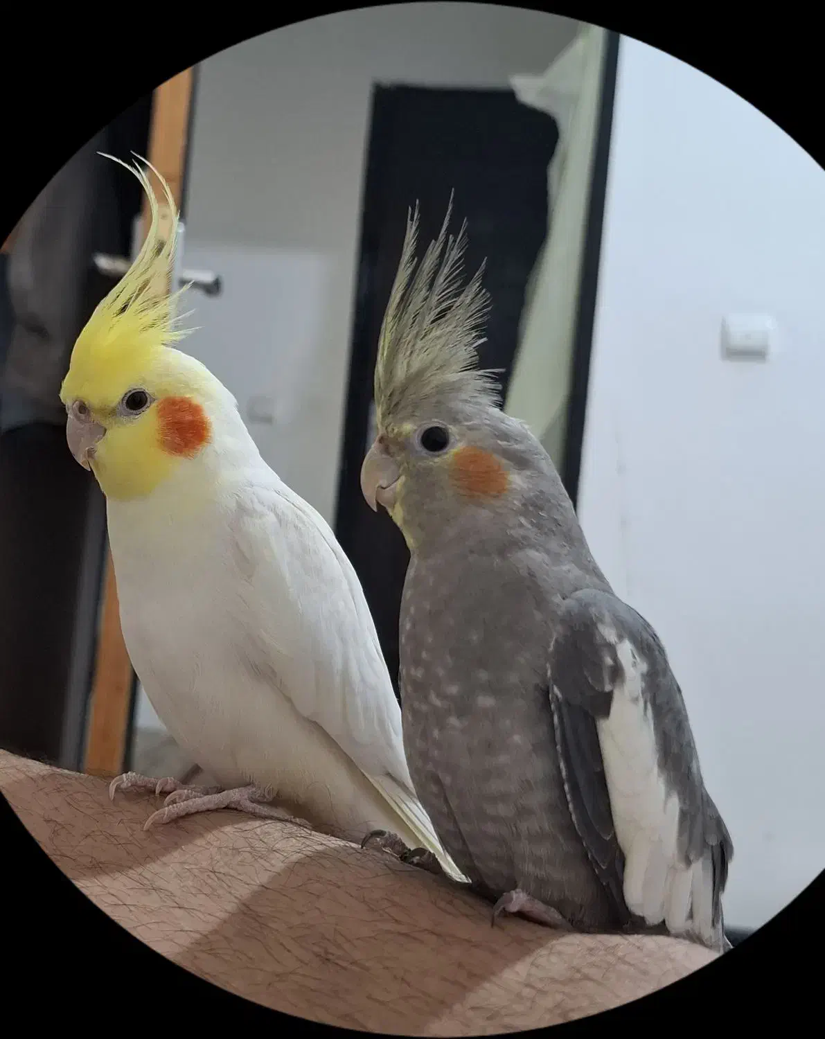 عروس هلندی|پرنده|بندرعباس, |دیوار