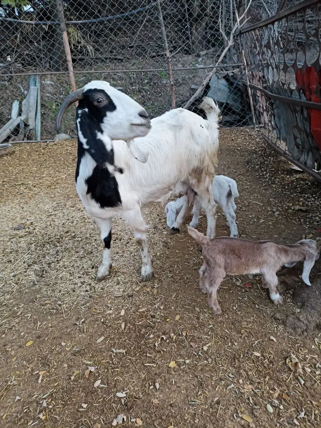 بزبزغاله داردوقلو|حیوانات مزرعه|علی‌آباد کتول, |دیوار