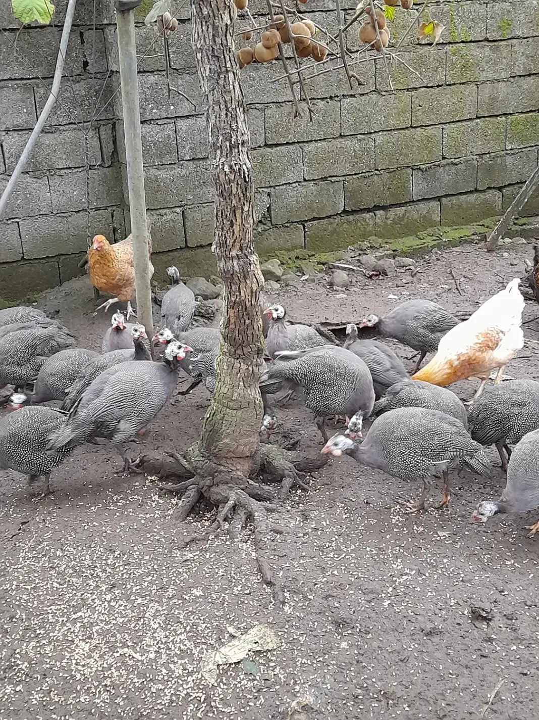 مرغ شاخدار|حیوانات مزرعه|حویق, |دیوار