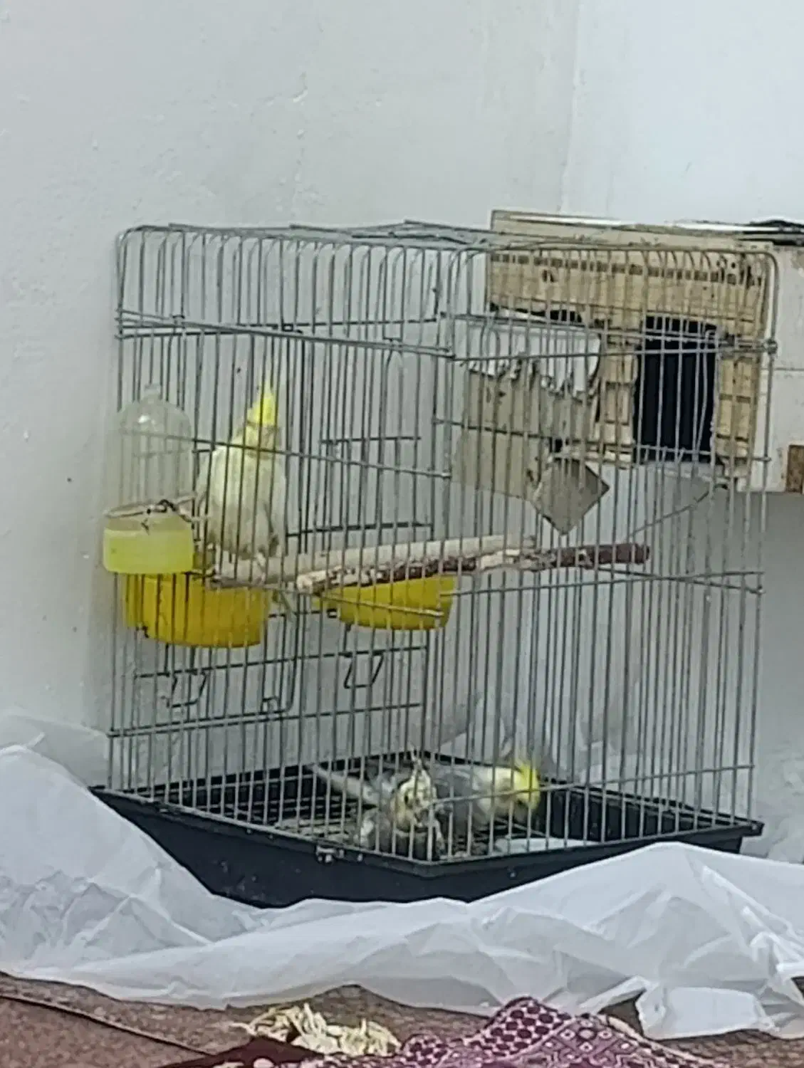 عروس هلندی مولد|پرنده|تهران, باغ خزانه|دیوار