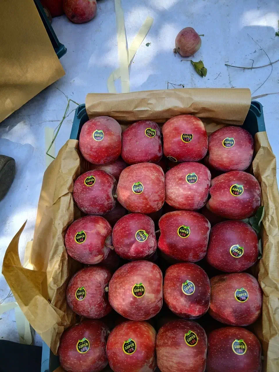 سردخانه است|خوردنی و آشامیدنی|قزوین, |دیوار