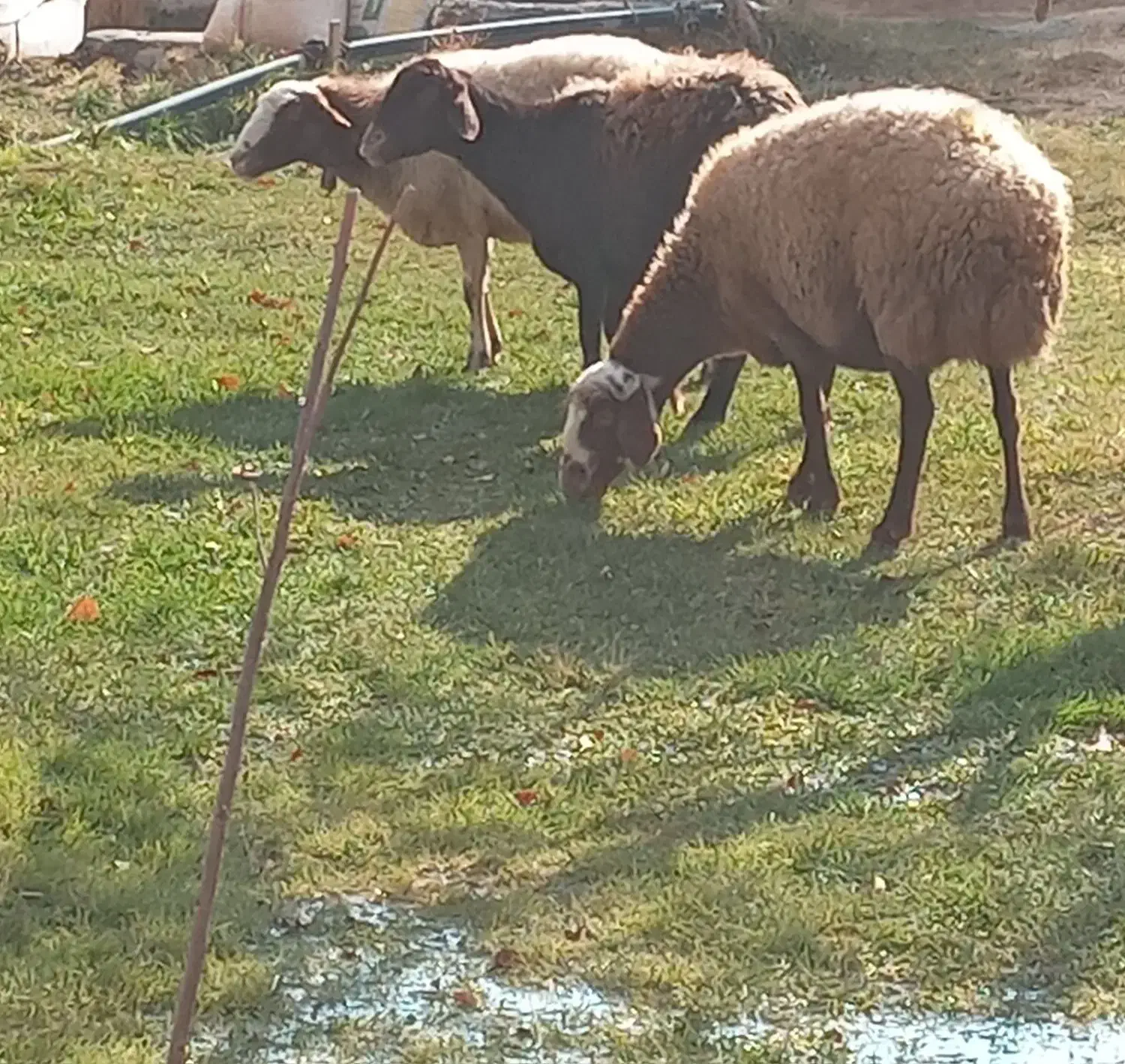 میش جوان|حیوانات مزرعه|قیدار, |دیوار