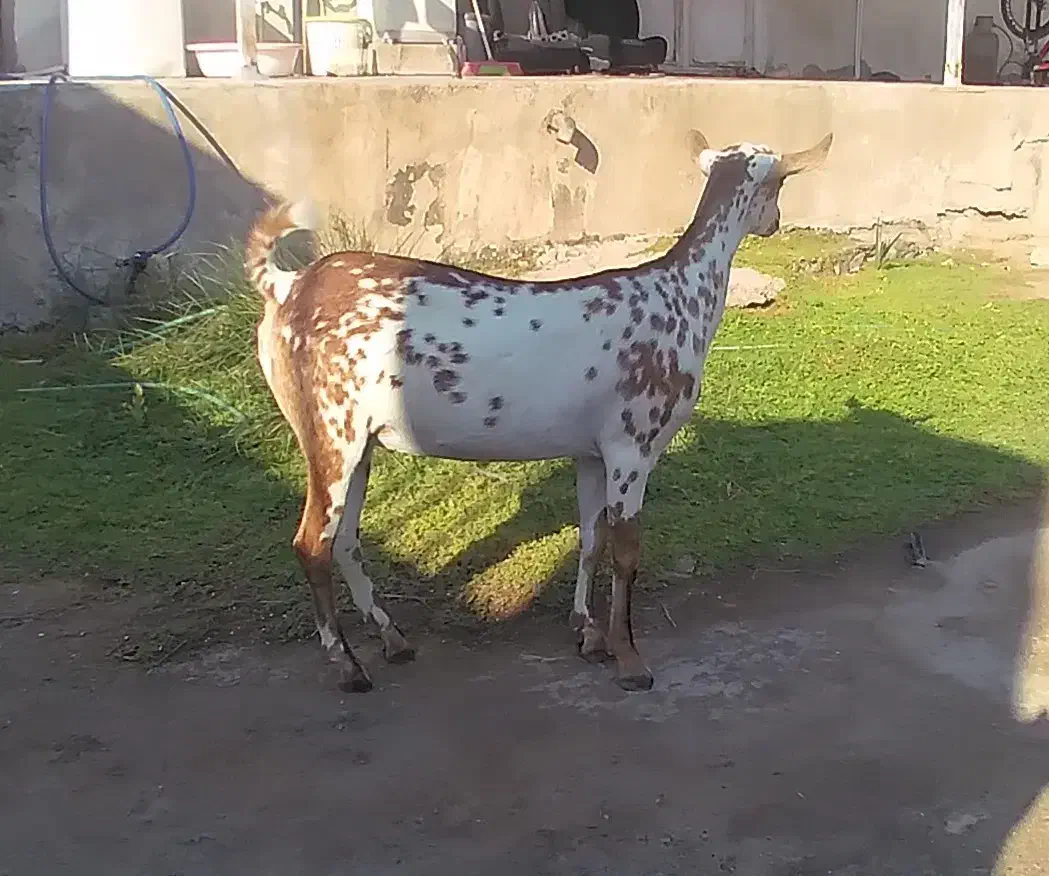 بزصلاله|حیوانات مزرعه|بندرعباس, |دیوار