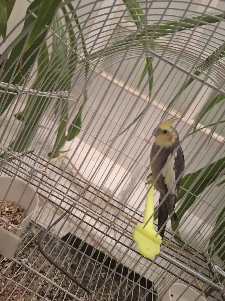 عروس هلندی نر بالغ|پرنده|بهاباد, |دیوار