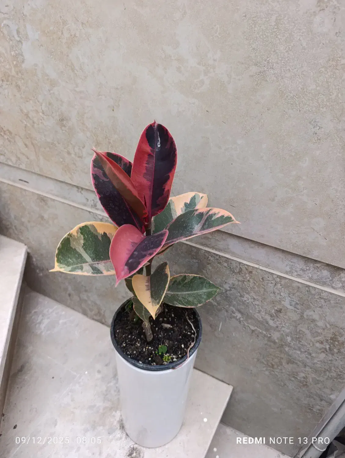 هدیه صد و دویست|گل و گیاه طبیعی|نیشابور, شهید بهشتی|دیوار